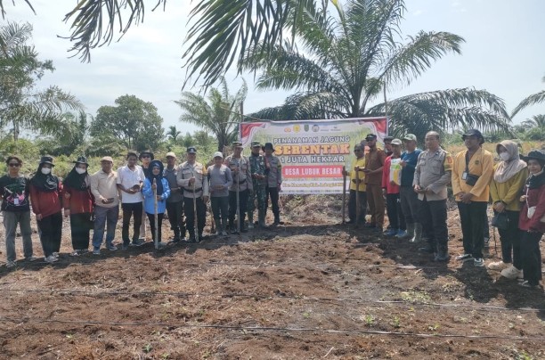 Wujudkan Ketahanan Pangan, Pemerintah Desa Lubuk Besar Laksanakan Program Penanaman Bibit Jagung Melalui BUMDes Mandian Gajah.